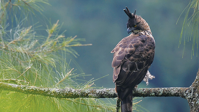 Elang Jawa, Burung Eksotis Mirip Garuda Bernasib Kritis
