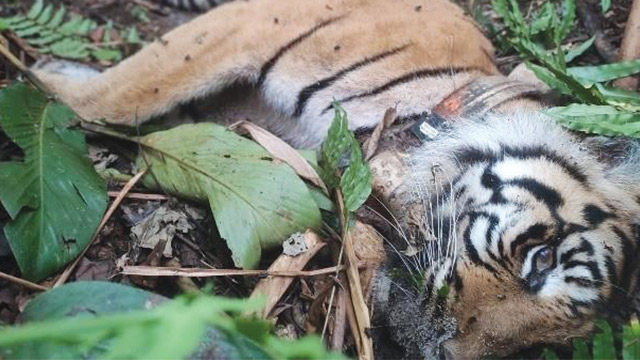 Baru 40 Hari Dilepasliarkan Harimau ‘Citra’ Mati