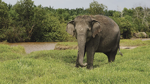 Gajah Betina Mati Diduga Keracunan Pupuk