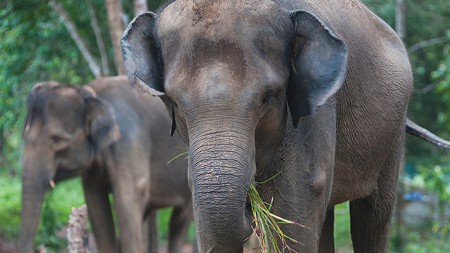 Gajah Sumatera Terancam Hidupnya