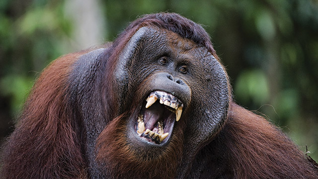 Peluru Senapan Angin Berondong Tubuh Orangutan