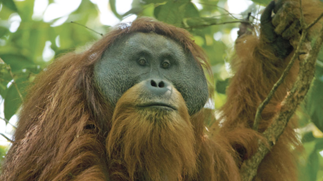 Batang Toru, Rumah Si Orangutan Tapanuli