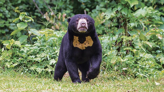 Beruang Madu Kehilangan Habitatnya di Alam