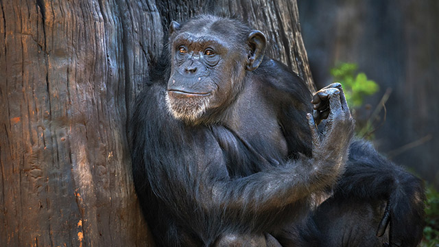 Riset Kemampuan Simpanse Obati Dirinya Sendiri