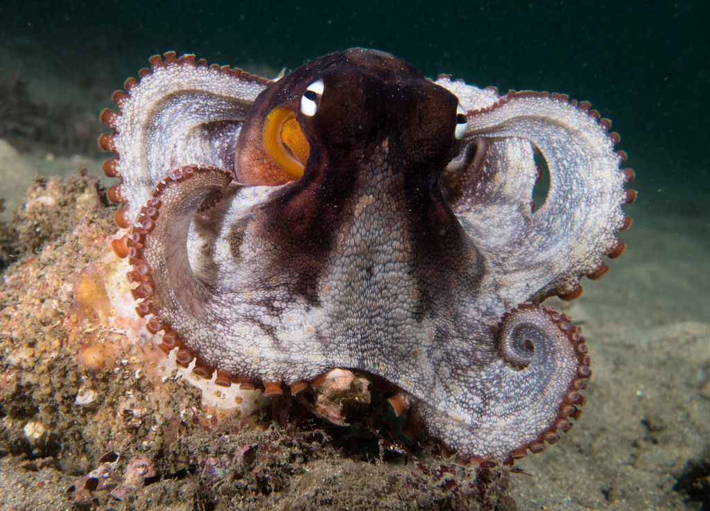 Perilaku Unik dan Tembakan Jitu “Gloomy Octopus”