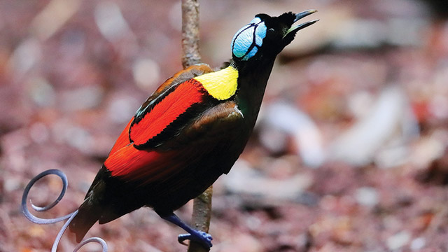 Cendrawasih Botak, Burung Menawan dari Papua