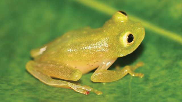 “Glass Frogs” Katak Kaca Bertubuh Transparan