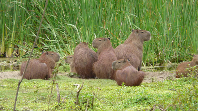 Kapibara Hewan Pengerat yang Viral di Medsos