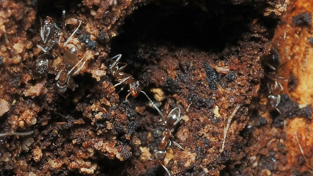 Semut Argentina Invasif pada Lebah Madu