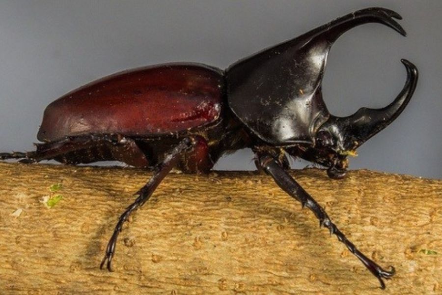 Kumbang; Si serangga dengan baju zirah