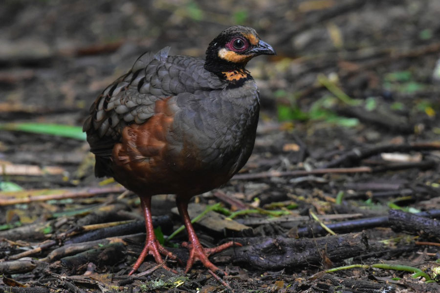 Puyuh Gonggong Jawa: Pesona Burung Endemik yang Terancam Punah