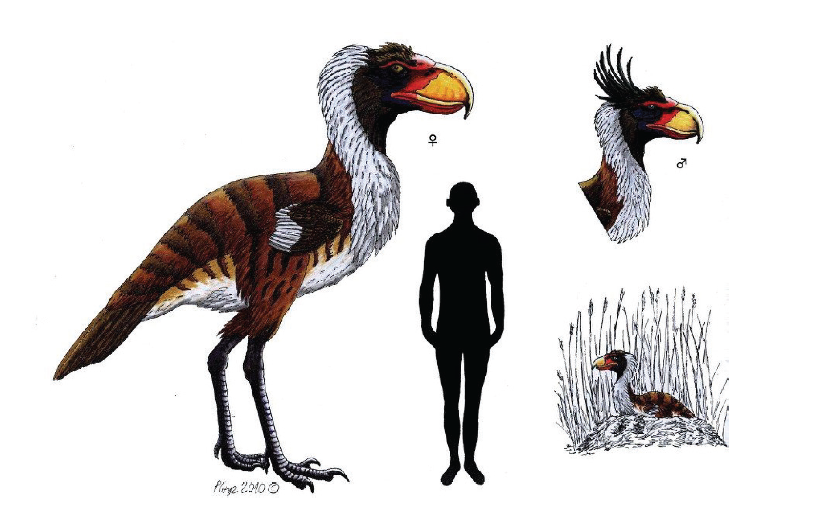 Terror Bird, Burung Pra Sejarah yang Ganas