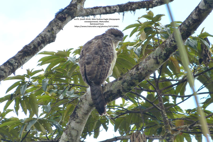 Rajawali Papua, Burung Penguasa Langit Papua