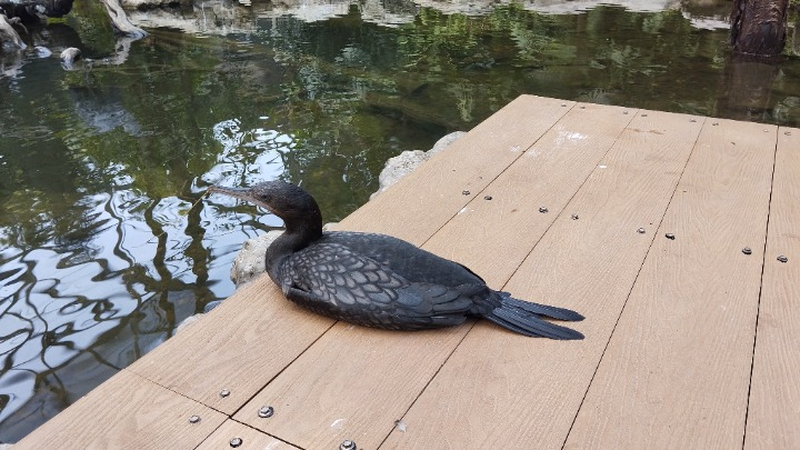 Pecuk Padi, Burung Air yang Serba Bisa