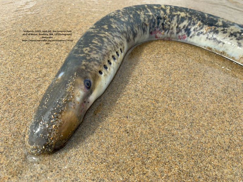 Mengulas Fakta Unik tentang Ikan Lamprey, Si Parasit Bawah Laut