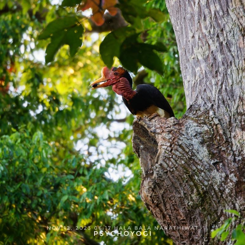 Burung Setia, Maskot Kalimantan Barat yang Bernasib Malang