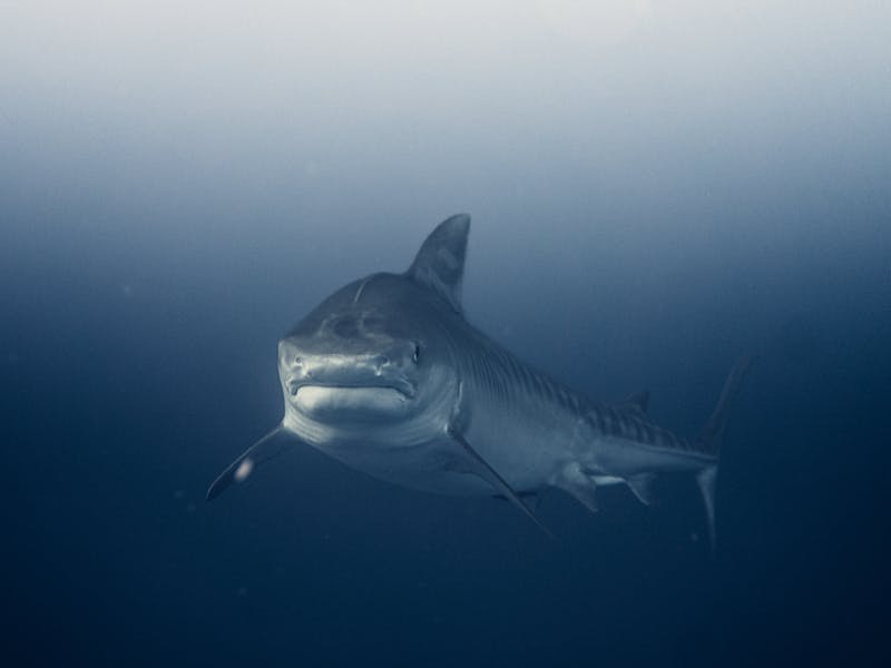 Hiu Putih Raksasa, Ikan Ganas Berdarah Panas