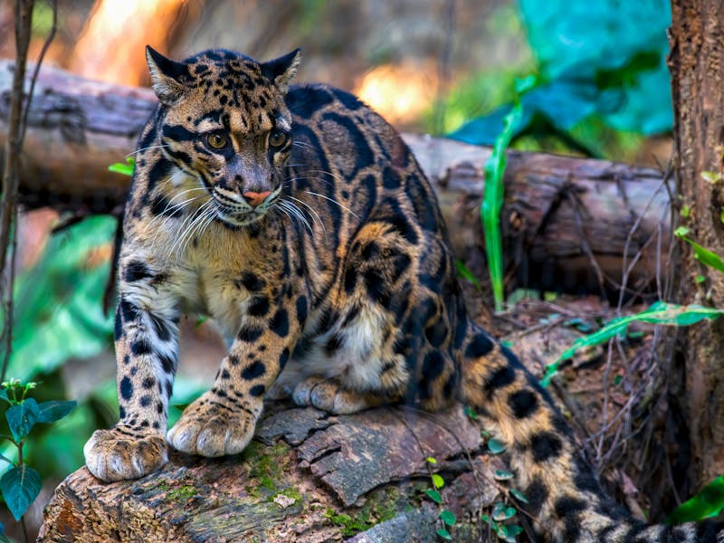 Mengenal Dekat Macan Dahan, Si Pemburu dari Atas Pohon