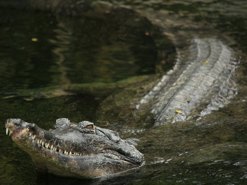 Senyulong, Buaya Moncong Ramping dari Asia Tenggara