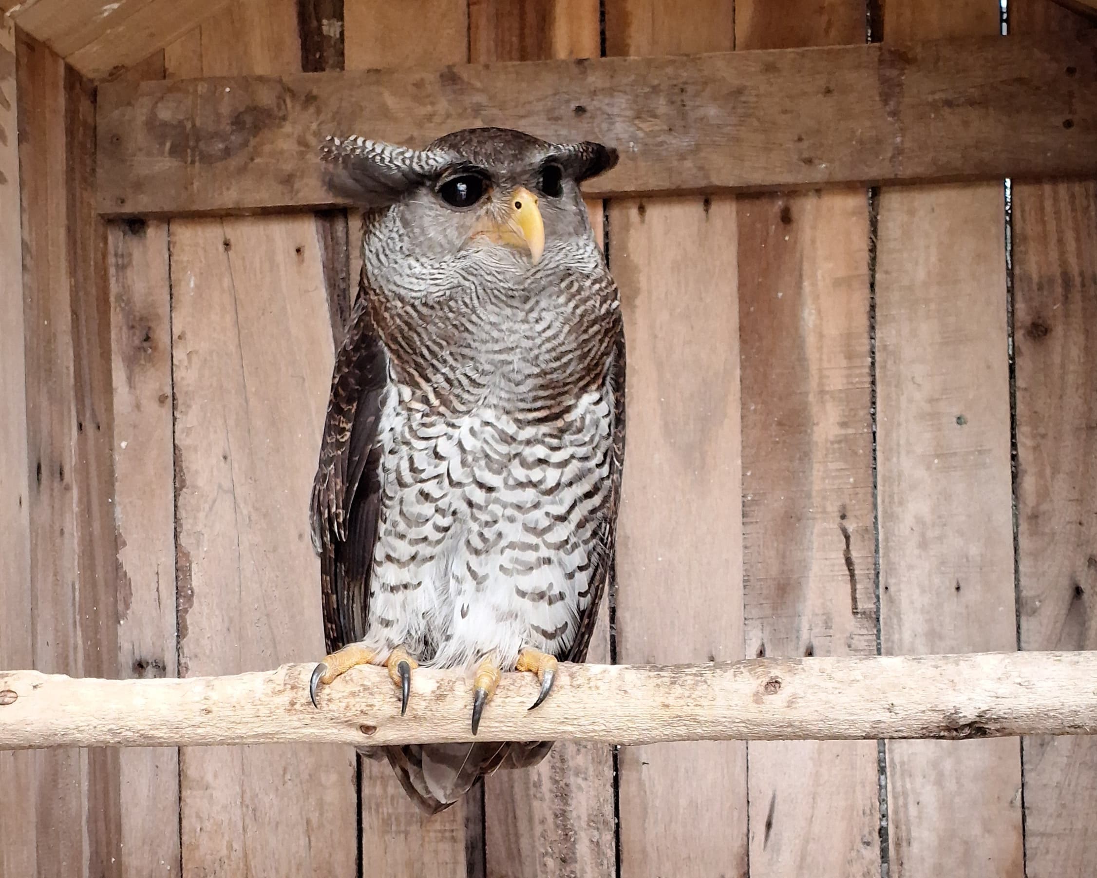 Beluk Jampuk, Burung Predator dari Hutan Sumatera