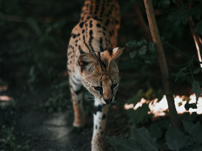 Mempelajari Teknik Berburu Serval, Kucing Savana Afrika