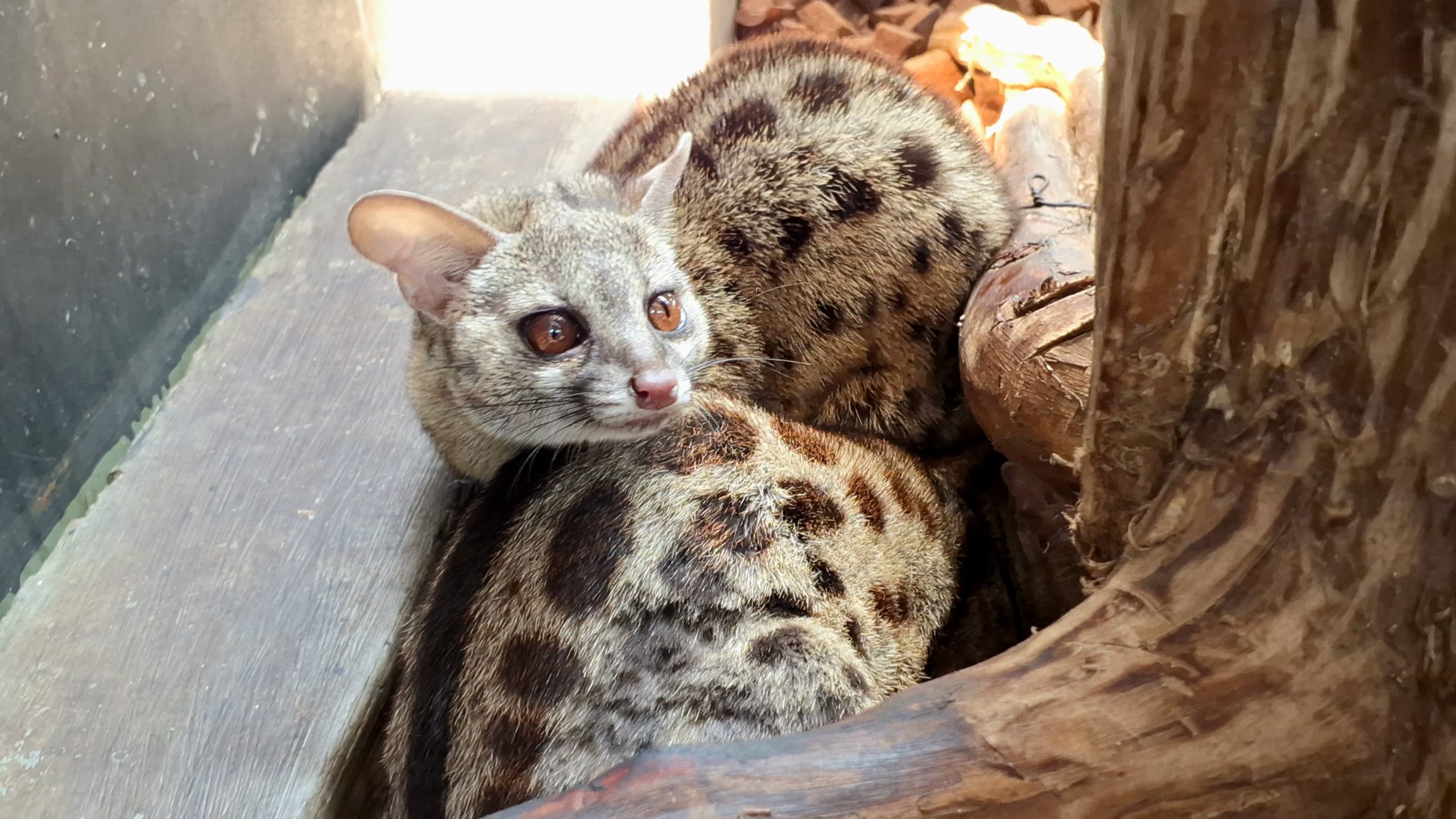 Genet, Kucing yang Berasal dari Keluarga Musang