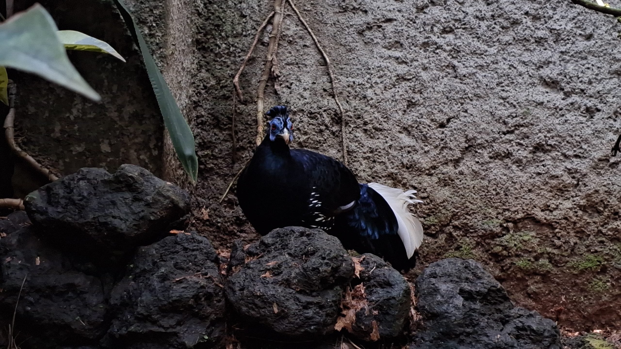 Sempidan Biru Sumatera, Burung Bertopeng yang Mempesona