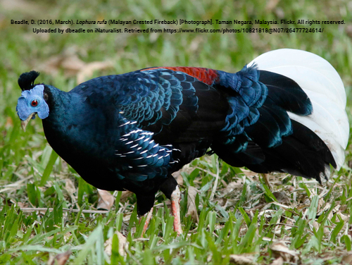 Sempidan Biru Sumatera, Burung Bertopeng yang Mempesona