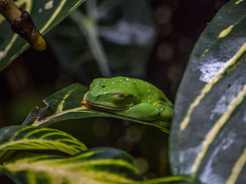 Yuk, Berkenalan dengan Katak Pohon Jenis Baru di Indonesia!