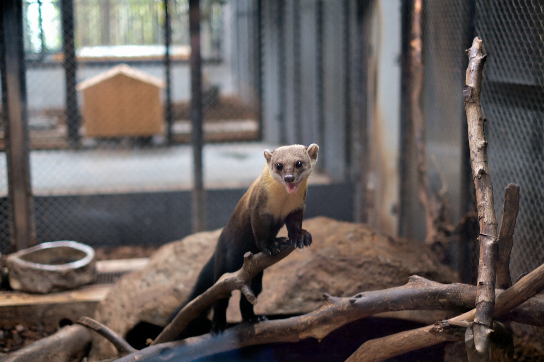 Musang Leher Kuning, Si Imut yang Tak Kenal Takut