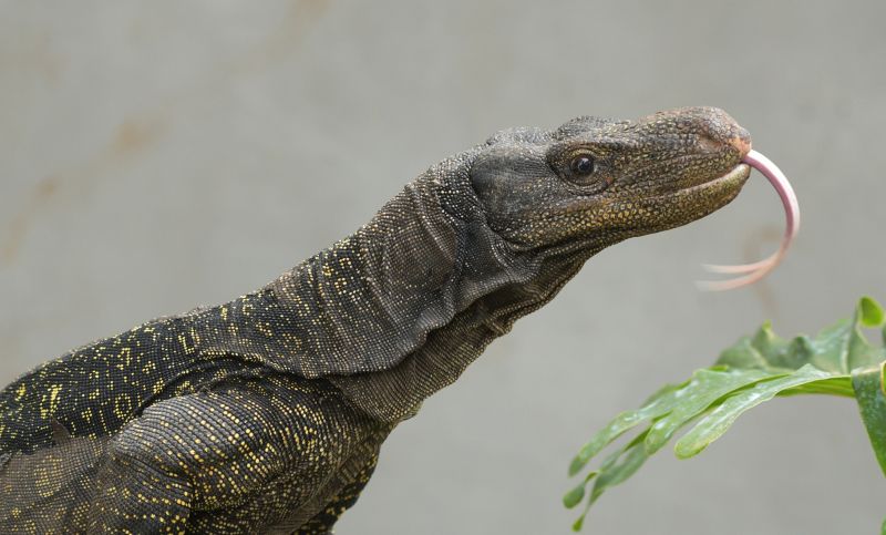 Adaptasi Fantastis Predator Endemik Papua