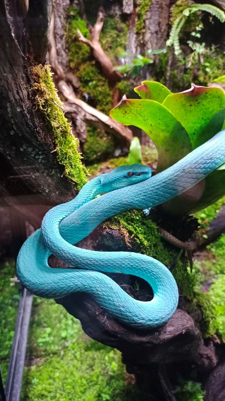 Trimeresurus Sebagai Kunci Pengembangan Antivenom di Indonesia