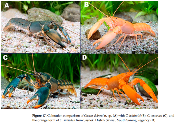 Eksotisme Tujuh Crayfish Baru dari Papua
