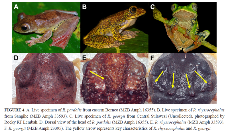 Misteri Katak Terbang dari Sangihe yang Akhirnya Terpecahkan