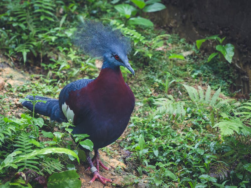 Dara Mahkota, Permata dari Papua