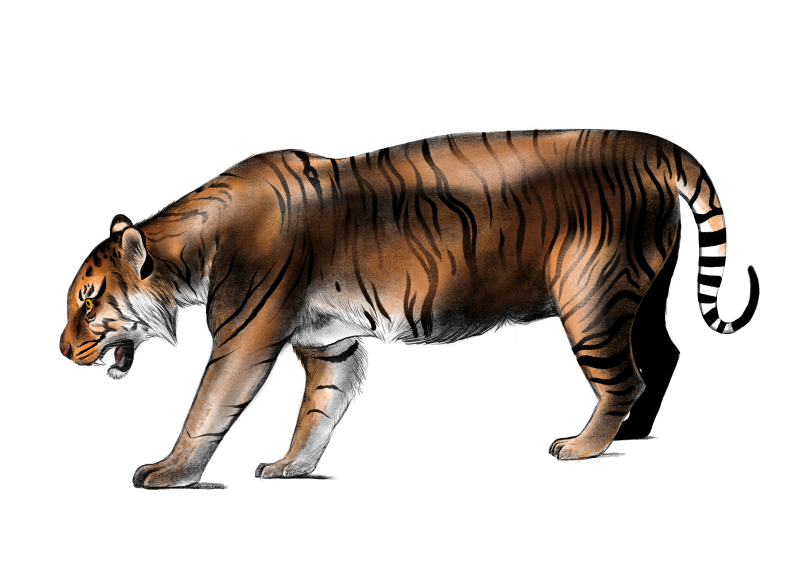 Loreng Kecil, Kekuatan Besar: Mengenal Harimau Sumatera Endemis Nusantara