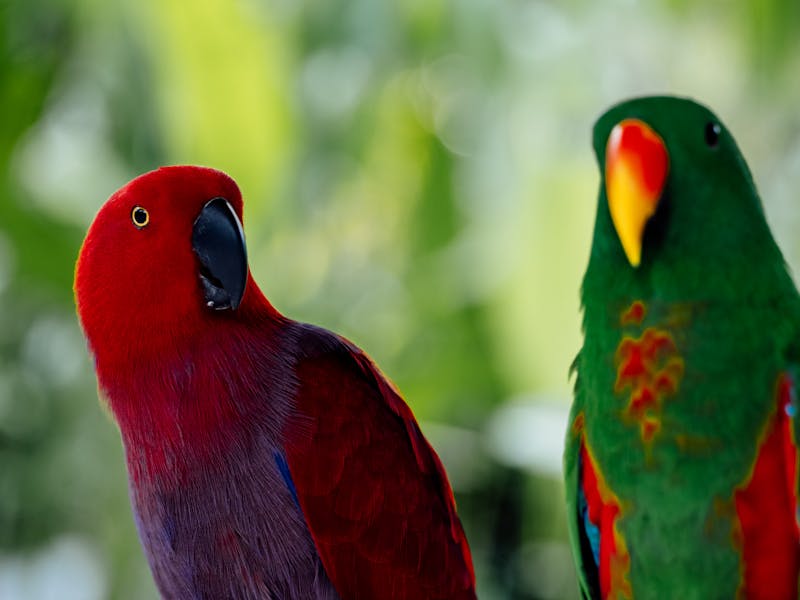Eksotisme Aves dari Timur: Nuri Bayan dan Keunikannya