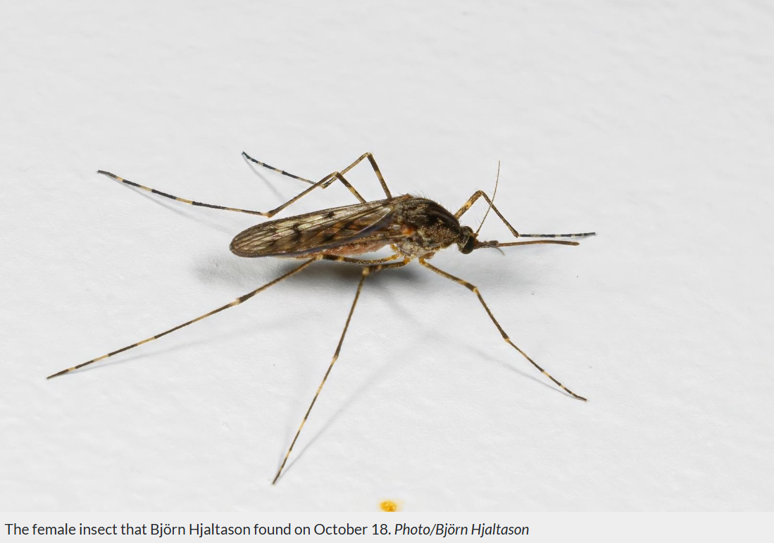 Presensi Nyamuk Pertama di Islandia, Bukti Perubahan Iklim Dunia