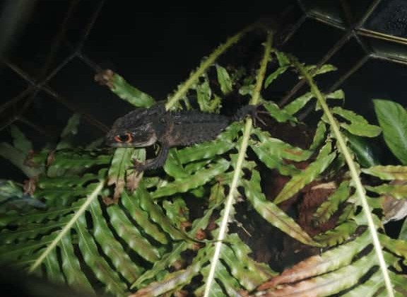 Yuk, Berkenalan dengan Kadal ‘Buaya’ Papua