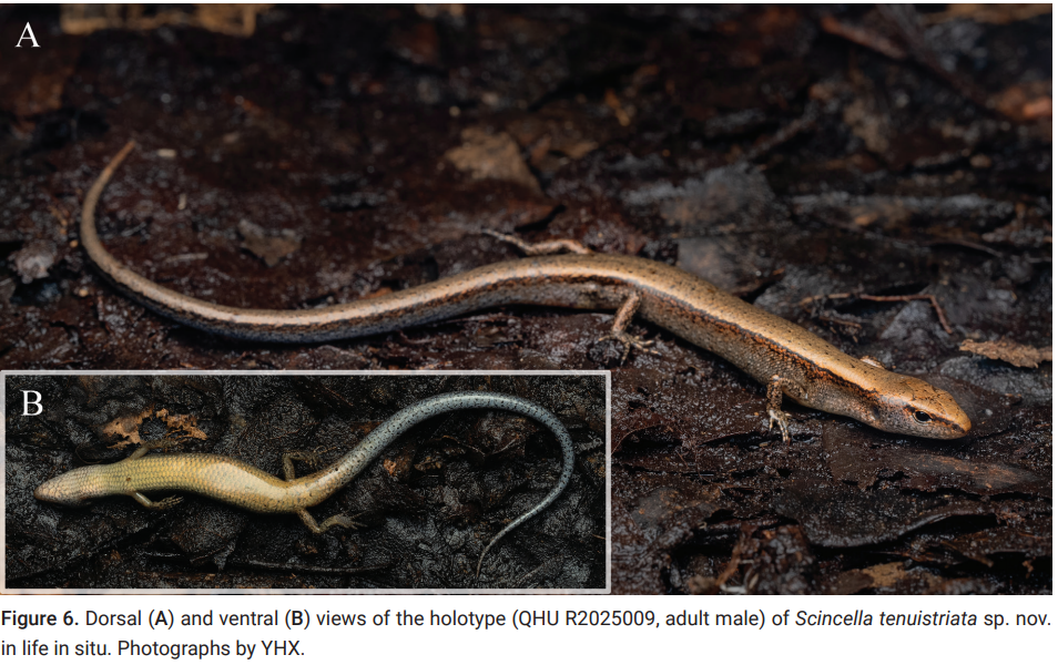 Rahasia dari Guizhou: Penemuan Petunjuk Evolusi Asia Timur Melalui Spesies Baru Skink