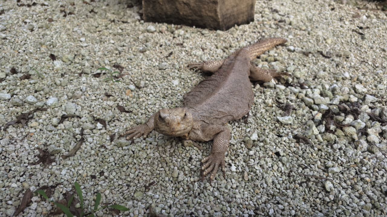 Kadal Dhab dan Adaptasi Ekstrem di Suhu Gurun