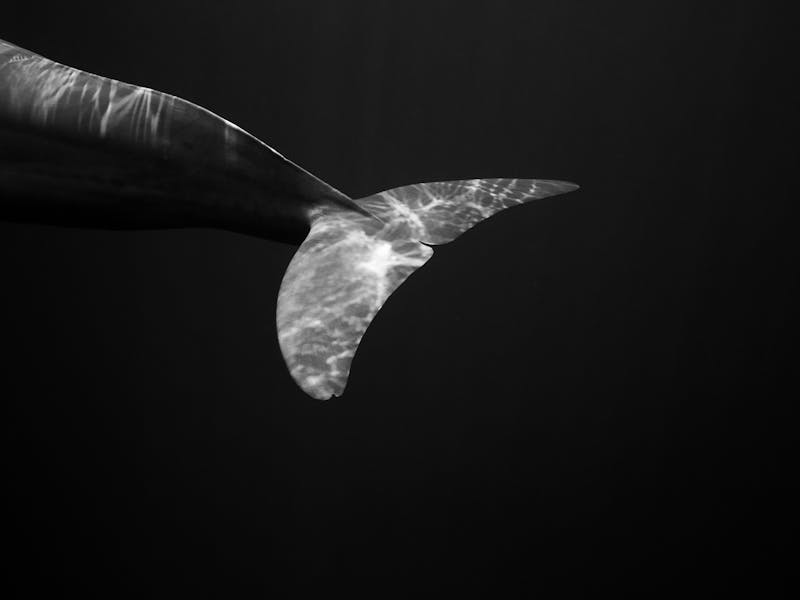 Menelisik Peringatan Alam: Lumba-Lumba Terjangkit Alzheimer