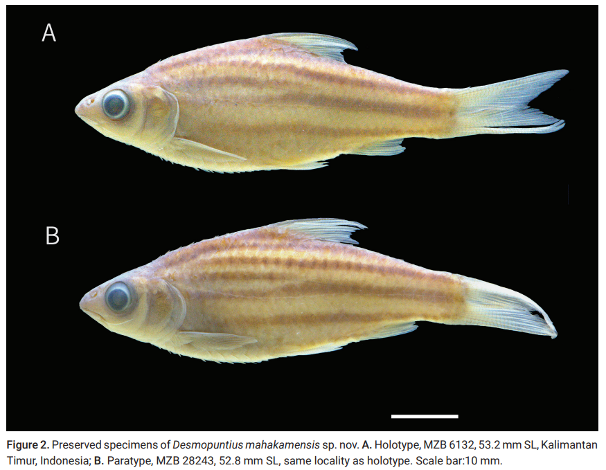 Jejak Baru Keanekaragaman Sungai Mahakam