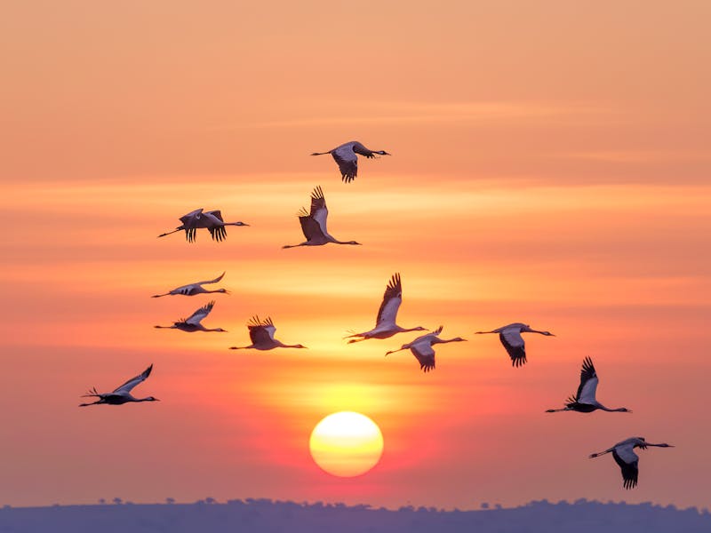 Manusia dan Perubahan Fatal Migrasi Burung