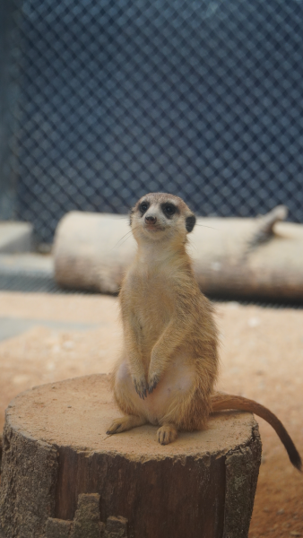 Lebih dari Sekadar Lucu, Yuk Selisik Fakta Meerkat!