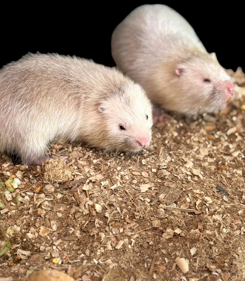 Kenali Arsitek Bawah Tanah dari Lanskap Bambu Asia Tenggara