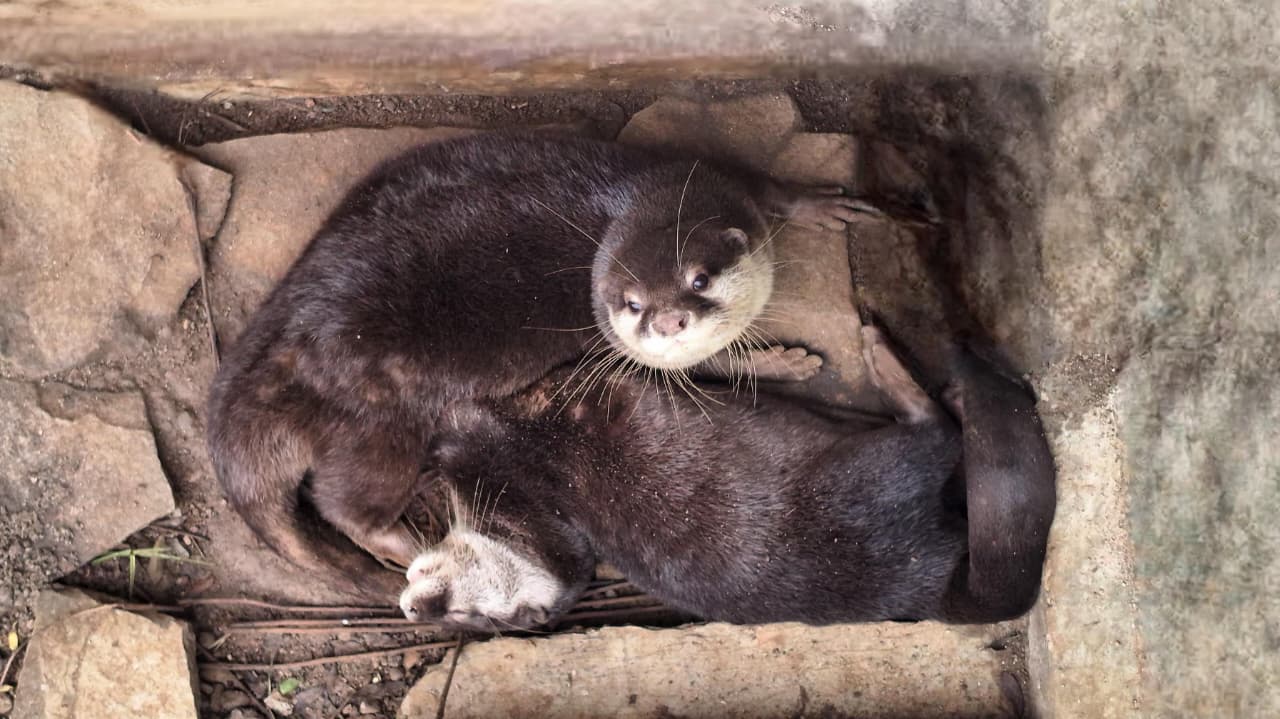 Menelisik Kehidupan Berang-Berang Terkecil di Dunia