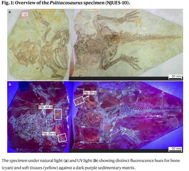 Perjalanan Masa Lampau, Penelusuran Sisik Reptil ke Bulu Burung