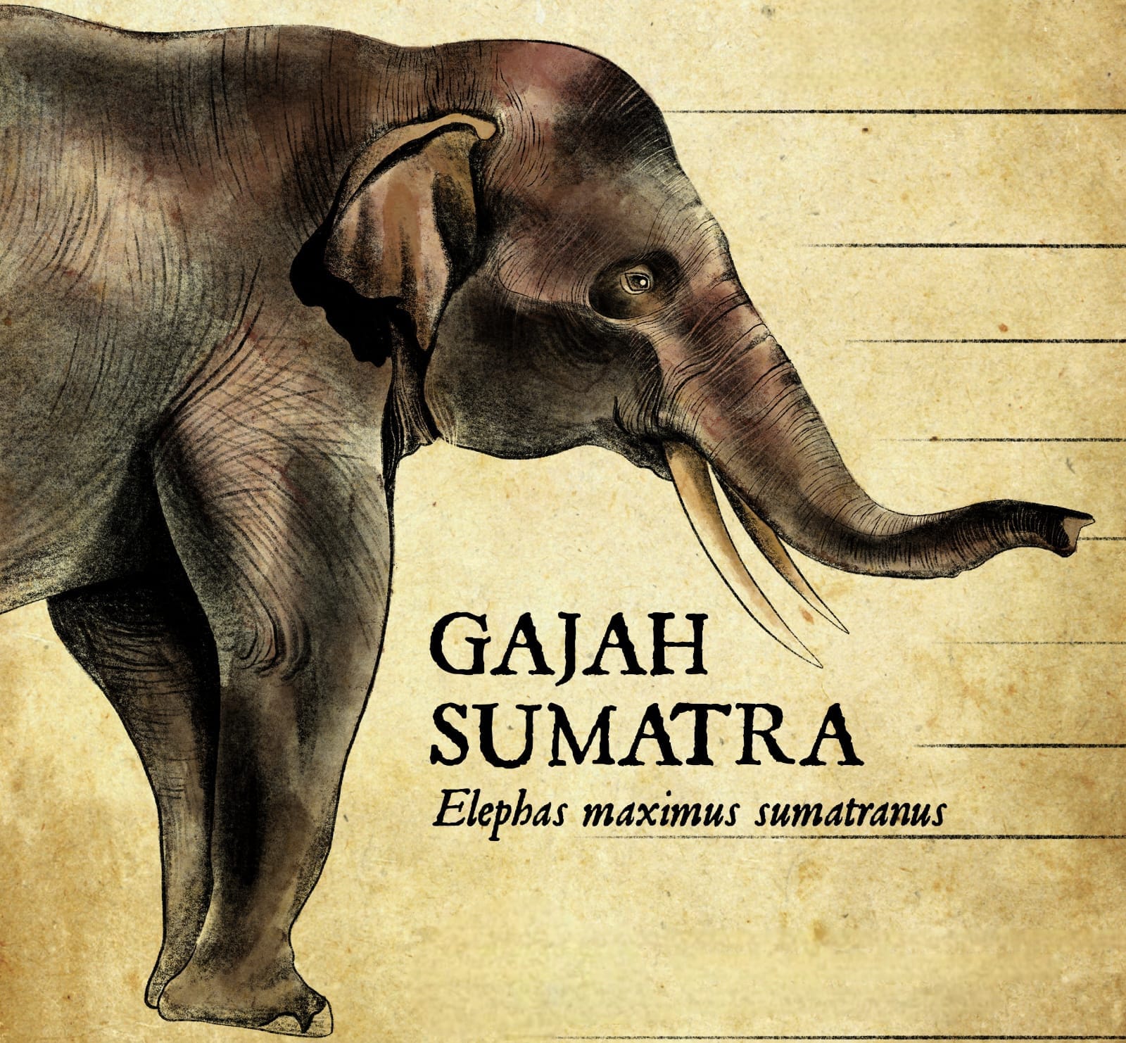 Bernapas Lega, Peragaan Gajah Tunggang Dilarang di Indonesia