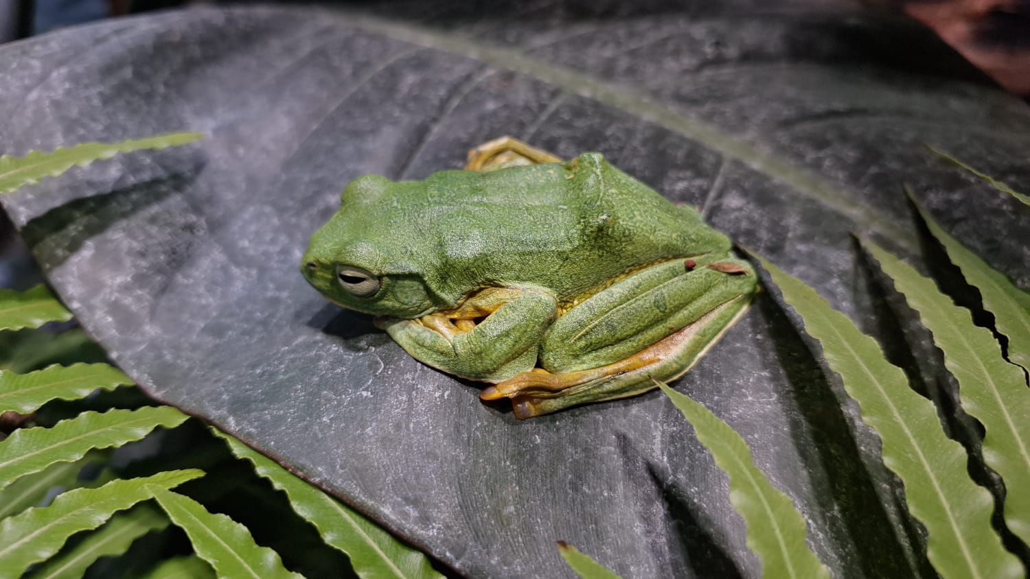 Berjumpa dengan Ahli Akrobat dari Hutan Tropis Asia